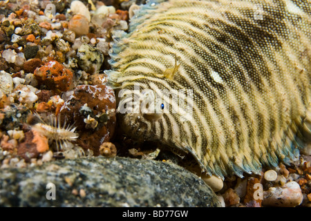 Mosè suola (Pardachirus marmoratus) Foto Stock