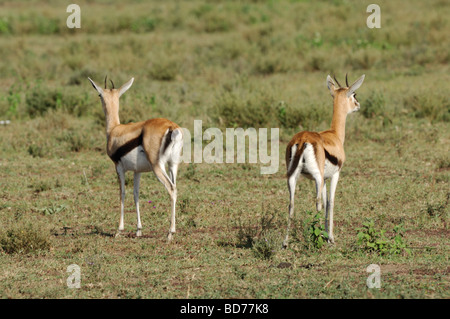 Stock Foto di due thomson gazzella in allerta, Ndutu, Tanzania, febbraio 2009. Foto Stock