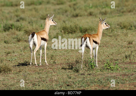 Stock Foto di due thomson gazzelle in allerta, Ndutu, Tanzania, febbraio 2009. Foto Stock