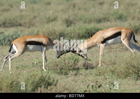 Stock Foto di due thomson gazzella bucks sparring, Ndutu, Tanzania, febbraio 2009. Foto Stock