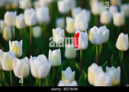 Campi di Tulipani North Holland Olanda Foto Stock