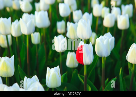 Guasto del DNA nei campi di tulipani North Holland Olanda Foto Stock