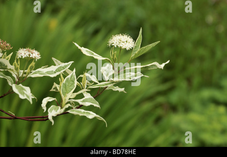 Cornus sanguinea sanguinella Foto Stock