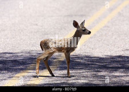 Coues bianco-tailed fawn (Odocoileus virginianus couesi), Arizona Foto Stock