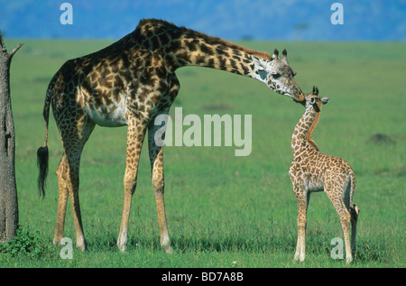 Masai Giraffe (Giraffa camelopardalis) madre e del polpaccio, riserva Masai Mara, Kenya Foto Stock