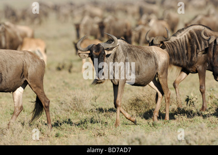 Foto di stock di una mandria di wildbeest passeggiate, Ndutu, Tanzania, febbraio 2009. Foto Stock