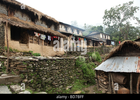 Il Nepal, Annapurna trek, Himalaya, Tadapani Foto Stock