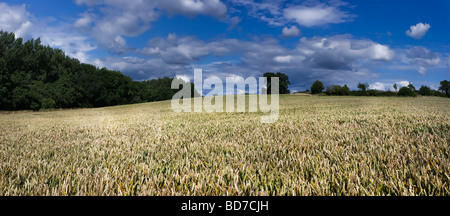 Raccolti di cereale che cresce in un campo Foto Stock