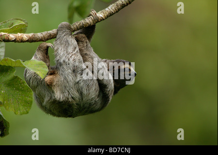 Il bradipo, Bradypus variegatus, nei 265 ettari della foresta pluviale del Parco Metropolitano, Città di Panama, Repubblica di Panama. Foto Stock