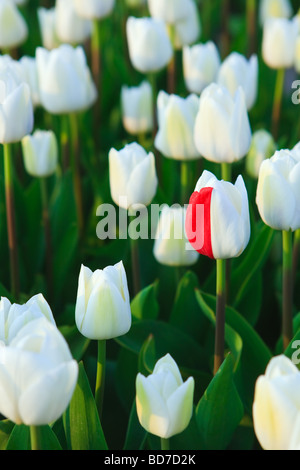 Guasto del DNA nei campi di tulipani North Holland Olanda Foto Stock