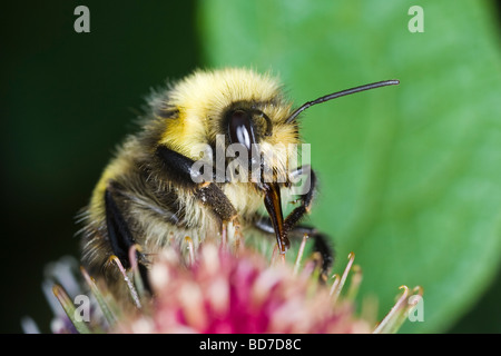 Maschio di Small Heath Bumblebee (Bombus jonellus) alimentazione su un fiore di bardana Foto Stock