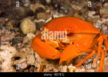 Il granchio rotonda (Carpilius convexus) a piedi il fondo del mare Foto Stock