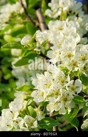 Birnbaumblüte fioritura di pear tree 26 Foto Stock