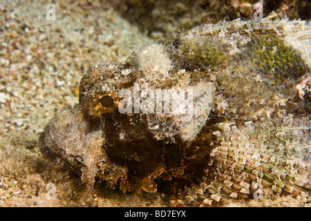 Falso pesce pietra (Scorpaenopsis diabolus) Foto Stock