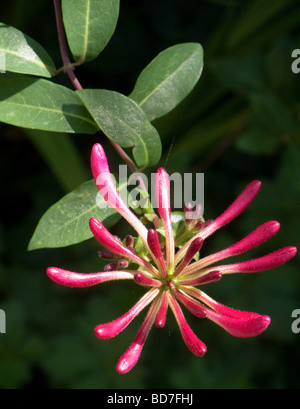 Primo piano della Lonicera periclymenum Caprifoglio comune Lonicera europea o woodbine Foto Stock