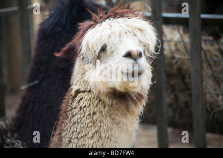 Faccia divertente di un alpaca, Paradise Wildlife Park, Regno Unito Foto Stock