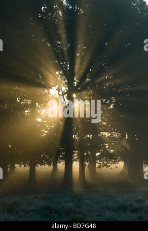 Fasci di sole che scoppiano tra rami di alberi maturi all'alba attraverso la bassa nebbia , Sussex UK ottobre Foto Stock