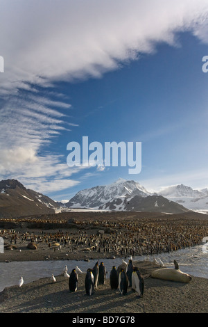 King Penguins Aptenodytes patagonicus ed elefante cuccioli di foca St Andrews Bay Georgia del Sud Antartide Foto Stock