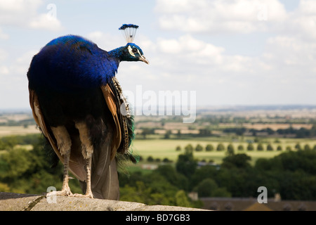 Un maschio peafowl (Pavo cristatus), comunemente noto come un pavone, sorge su un muro di una bella giornata estiva. Foto Stock