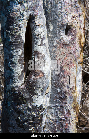 Tronchi di alberi con corteccia ricoperte da licheni Barrington Bay Santa Fe Isola Galapagos Oceano Pacifico Sud America possono Foto Stock