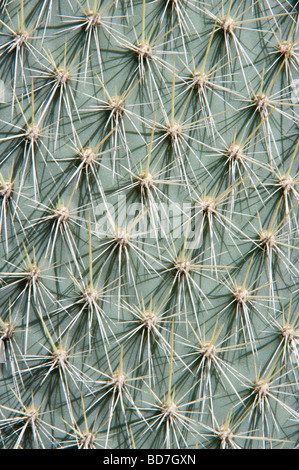 Il Cactus di fico d'India (Opuntia echios var. barringtonensis) pianta giovane pad close-up Barrington Bay Isola di Santa Fe Galápagos Foto Stock