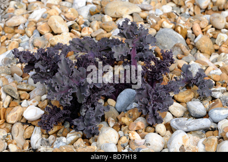 Cavolo riccio di mare (Crambe maritima) su una spiaggia di ciottoli. Nuovi germogli sono in crescita da un vecchio radice che si estende in profondità nella ghiaia. Foto Stock