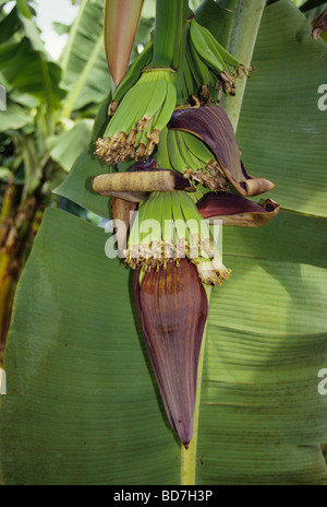 Piante di banana con boccioli di Banana. Costa d'Avorio, Costa d'Avorio Foto Stock