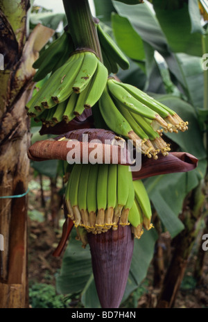 Piante di banana con boccioli di banana, banane di formatura. Costa d'Avorio, Costa d'Avorio. Foto Stock