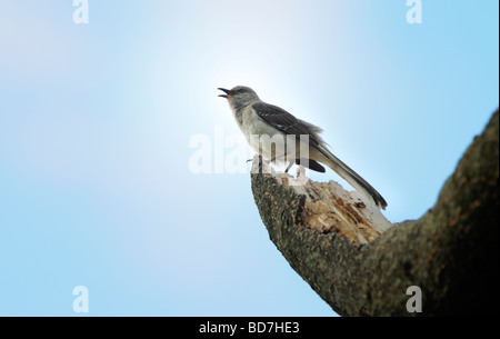 Un northern mockingbird (Mimus polyglottos) canta mentre è seduto su un lembo di albero. Foto Stock