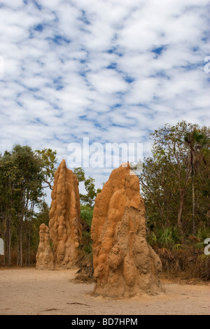 Termite gigante ,tumuli stand nel Parco Nazionale di Litchfield in Australia settentrionale vicino a Darwin Foto Stock