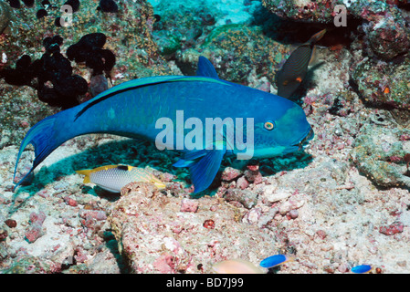 Il turchese tappate pesci pappagallo Scarus dimidiatus Milne Bay Papua Nuova Guinea Foto Stock