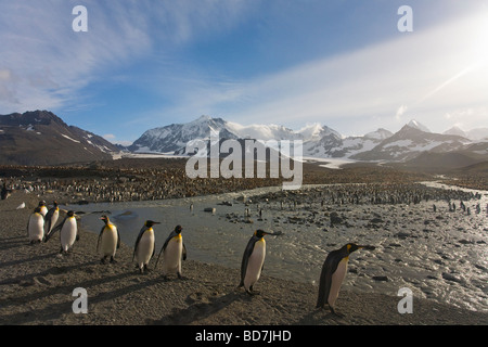 King Penguins Aptenodytes patagonicus St Andrews Bay Georgia del Sud Antartide Foto Stock