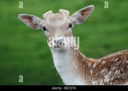 Sika Deer Cervus nippon il centro di castagno vicino a Castleton DERBYSHIRE REGNO UNITO Maggio 2009 Foto Stock