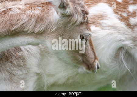 Sika Deer Cervus nippon il centro di castagno vicino a Castleton DERBYSHIRE REGNO UNITO Maggio 2009 Foto Stock