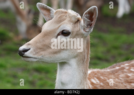 Sika Deer Cervus nippon il centro di castagno vicino a Castleton DERBYSHIRE REGNO UNITO Maggio 2009 Foto Stock