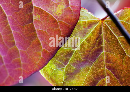 Cercis canadensis 'Forest pansy'. Eastern Redbud foglie di albero Foto Stock
