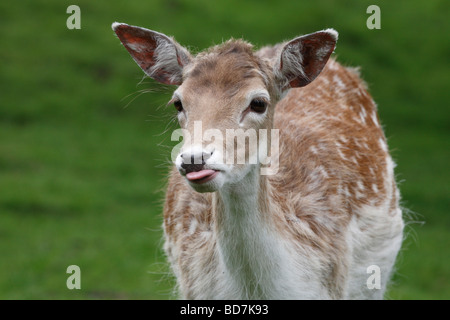 Sika Deer Cervus nippon il centro di castagno vicino a Castleton DERBYSHIRE REGNO UNITO Maggio 2009 Foto Stock