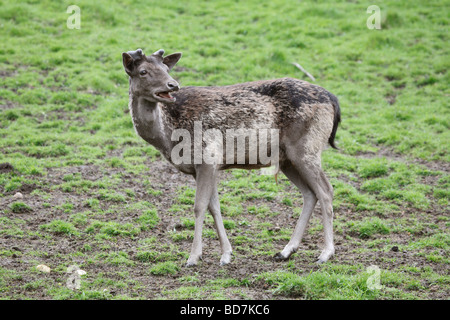 Sika Deer Cervus nippon il centro di castagno vicino a Castleton DERBYSHIRE REGNO UNITO Maggio 2009 Foto Stock