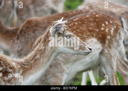 Sika Deer Cervus nippon il centro di castagno vicino a Castleton DERBYSHIRE REGNO UNITO Maggio 2009 Foto Stock