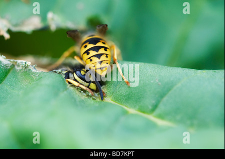 Vespula vulgaris. Vespe mangiare le foglie di rabarbaro in un giardino inglese. La raccolta di materiale vegetale per la nidificazione Foto Stock