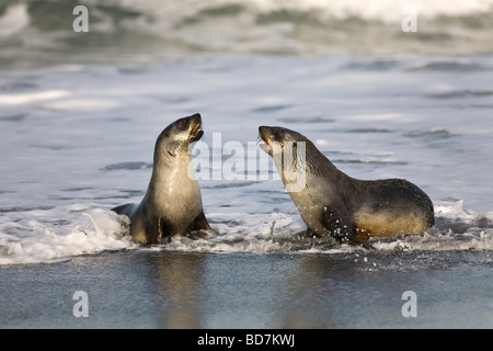 I capretti Antartico le foche Arctocephalus gazzella combattimenti nel surf a St Andrews Bay Georgia del Sud Antartide Foto Stock