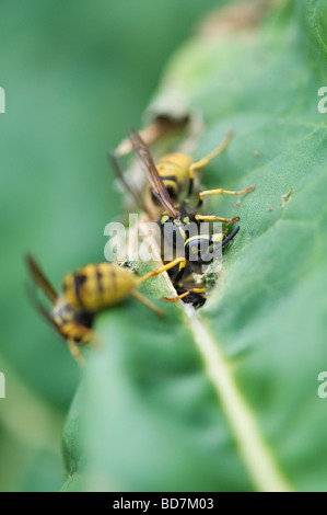 Vespula vulgaris. Vespe mangiare le foglie di rabarbaro in un giardino inglese. La raccolta di materiale vegetale per la nidificazione Foto Stock