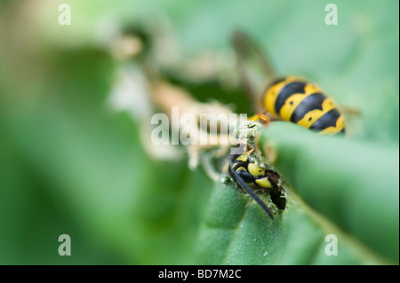 Vespula vulgaris. Vespe mangiare le foglie di rabarbaro in un giardino inglese. La raccolta di materiale vegetale per la nidificazione Foto Stock