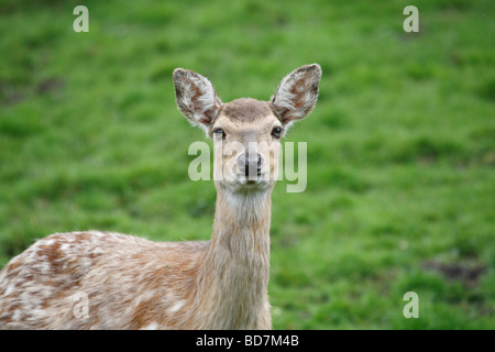 Sika Deer Cervus nippon il centro di castagno vicino a Castleton DERBYSHIRE REGNO UNITO Maggio 2009 Foto Stock