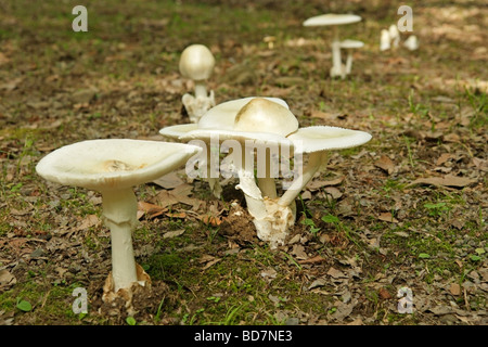 Angelo distruttore Amanita virosa vicino tempio Arashiyama. Il protocollo di Kyoto. Kansai. Giappone Foto Stock