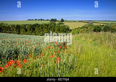 Il papavero s mescolandosi con la coltivazione di grano in Lincolnshire Wolds Foto Stock