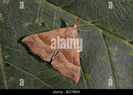 Il Muso - Hypena proboscidalis Foto Stock