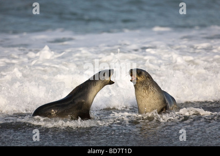 I capretti Antartico le foche Arctocephalus gazzella combattimenti nel surf a St Andrews Bay Georgia del Sud Antartide Foto Stock