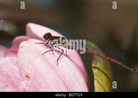 Pyrrhosoma nymphula grandi Damselfly rosso Foto Stock