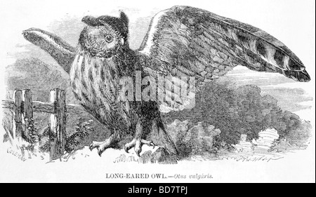 Long eared owl otus vulgaris rapace Foto Stock